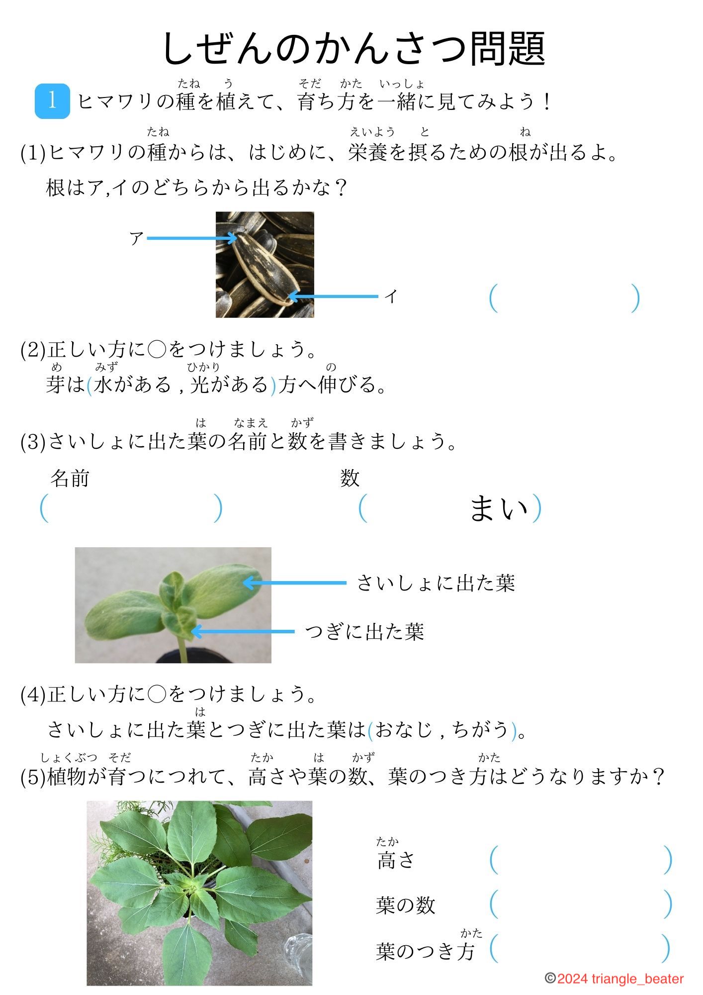 植物の観察